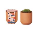 Custom Modern Sprout Tiny Terracotta Grow Kit Champagne Poppies - Terracotta - 1
