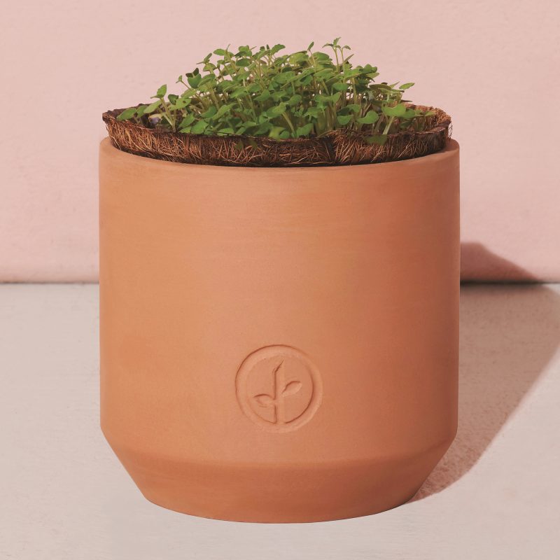 Custom Modern Sprout Tiny Terracotta Grow Kit Champagne Poppies - Terracotta - 2