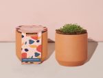 Custom Modern Sprout Tiny Terracotta Grow Kit Champagne Poppies - Terracotta - 4