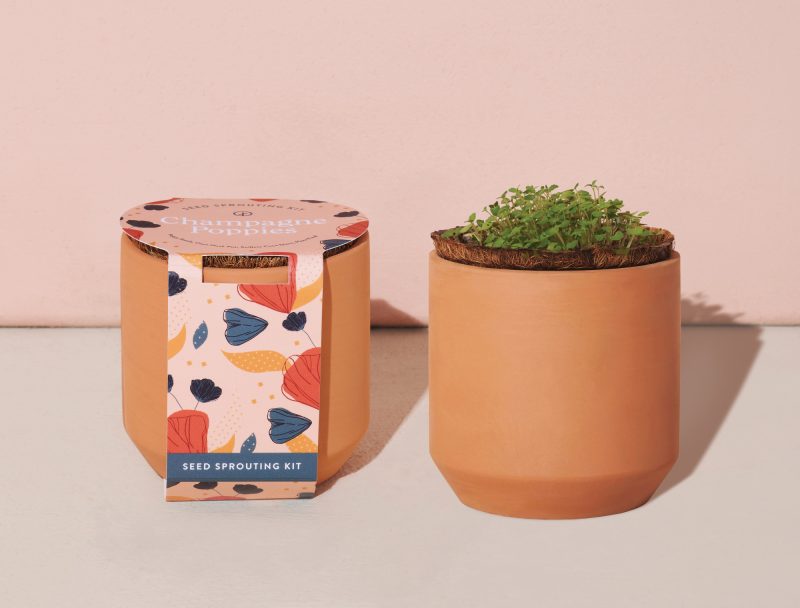 Custom Modern Sprout Tiny Terracotta Grow Kit Champagne Poppies - Terracotta - 4